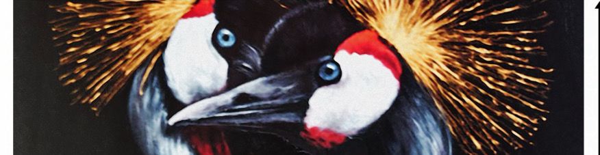 PAÑUELO PAJAROS 25 X 90